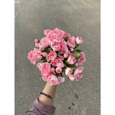(생화 농장직송) 스프레이 카네이션 반단 (4 color), 핑크