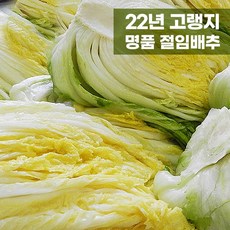 고냉지배추