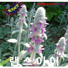 램스이어