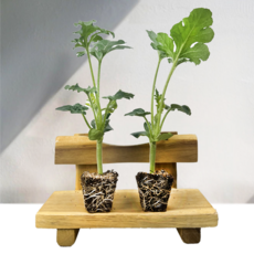 (접목) 흑피수박모종 망고수박모종 복수박모종 5주 10주 40주 대량구매가능