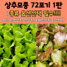 모두다팜 상추모종 72개 1판 청상추 아삭이상추 꽃상추 로메인상추 적상추 모종 진청맛상추 담배상추, 적로메인상추 72개 1판, 1개