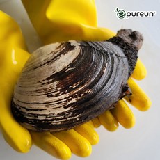 산지직송 자연산 왕우럭조개 1kg 2-5미, 1개