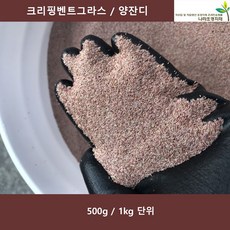 골프장양잔디