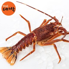 활 크레이피쉬 스파이니 랍스터 회 정글의법칙 바다가재, 1개, 900g 내외 1마리