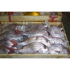 [전국왕수산] [인천창고] 연안 급냉 자연산 소참돔 1미, 1개, 300g