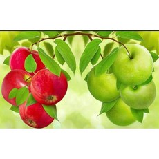 대진 보석십자수 43x53 사이즈 대형 금전운 보석 십자수, 금전을부르는익은사과, 1개