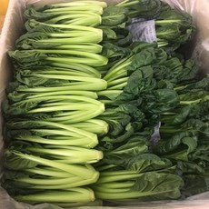 채소팜바질