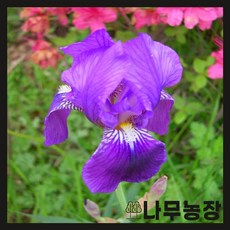 (나무농장) 야생화 붓꽃 포트