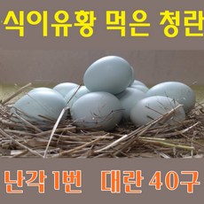 강원고성 자연방사 청란 (대란) 유정란 청계란 (난각1번)