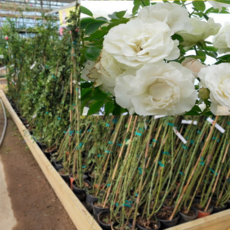 섬머스노우장미