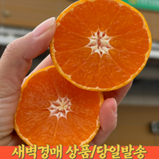본푸룻티 조생귤 타이벡감귤 제주감귤 고당도귤 13brix이상 3KG 5KG, 1박스, 타이벡 감귤 5KG (L-2L)