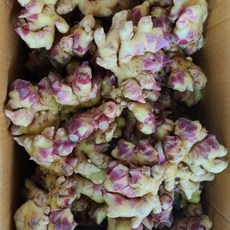 충남서산전영운님의흙생강5kg특품