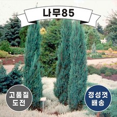 (나무85) 블루애로우 5치 포트, 1개