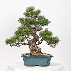 주목나무 분재