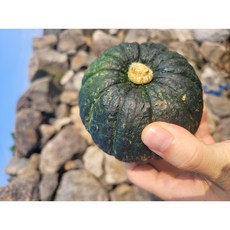 (산지직송) 미니밤호박 단호박 제주 해남 보우짱 1kg, 4.5kg(15~30과), 1개