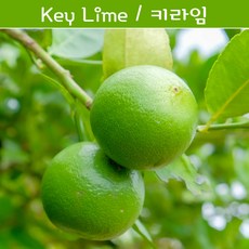 키라임나무 나만의라임 Key Lime 라임키우기세트 교육용 체험용 1개