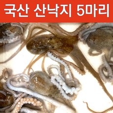 중국산산낙지