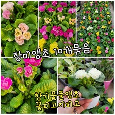 앵초장미 향기풀풀 10개 특 A 랜덤 공기정화식물/미세먼지/공기정화효과 공기정화식물