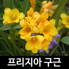 후리지아꽃