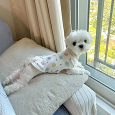 강아지옷 TOP01