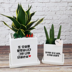 [메세지화분] 아무말대잔치 축하선물 개업 승진 커플 기념일 공기정화식물 자유문구 정사각_기본형 스투키 1개 상품 이미지
