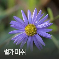 갯개미취