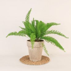 드라세나마지나타