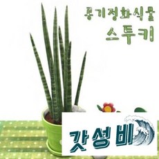  1300k(에코)스투키-공기정화 