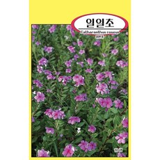 씨앗과세상만물 일일초 씨앗 10립, 1팩