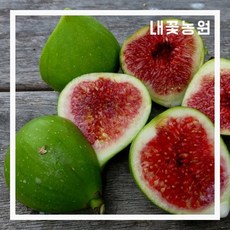 무화과 (달마티에) 삽목 1년 포트