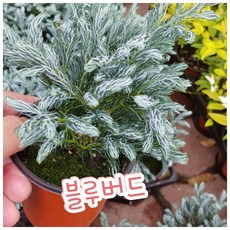 블루버드나무