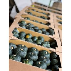[제주과일꾼] 제주 제철 미니밤호박 보우짱 단호박 1kg 3kg 5kg, 1개, 미니밤호박 1kg 로얄과2-3개입