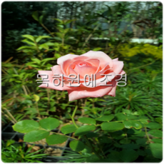 6b6c5100a8af549f247d8d40c11d0577b5cda7fdd4ed5e3ada6f90a5fa84.png
