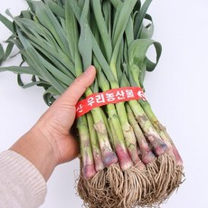 풋마늘 추천 1등 제품