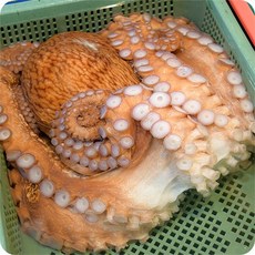 루이스타 자연산 통영 돌 문어 활 생물 여수 당일조업 산지직송, 1개, 3kg
