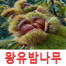 (성실G)밤나무묘목(왕유밤)(포로탄) 접목1년 2그루