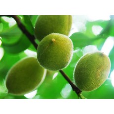 강원도 야생 개복숭아 생과 세척(옵션선택) 5kg 10kg 자연산 산지직송