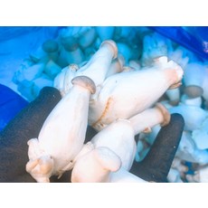 못난이 새송이버섯 파지 국내산 업소용, 1KG, 1개