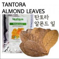 탄토라 알몬드잎 [나노] 향균 면역력 증가 번식력 증가 베타 어항