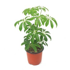 골든듀해피블룸3