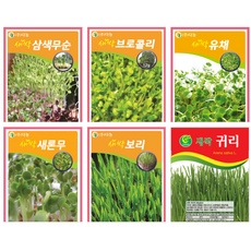 새싹 채소, 새싹 브로콜리(30g), 1개