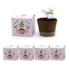 어깨동무콩나물