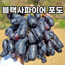  에스제로 가지를 닮은 건강한 호주산 유기농법 블랙사파이어 포도 grape, 2.4kg, 1개 