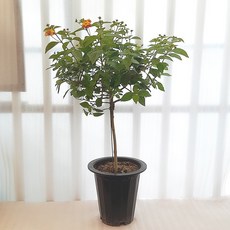 란타나