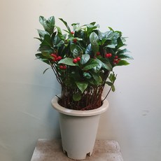 천냥금
