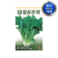 월동 춘채 씨앗 500g . 겨울초 삼동초 하루나 야채 채소 씨 종자 텃밭, 1개