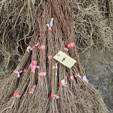 키움원예조경 메타세콰이어 실생1년생 묘목 5개