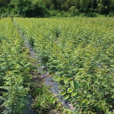 산초묘목