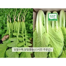 포천 아딸농원 [인생열무 얼갈이] 단품 세트구성 여리고싱싱아삭통통! 산지직송 당일발송, 1개, 얼갈이4kg