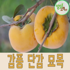 감나무 묘목 왕단감나무 감풍단감나무 유실수 특묘, 1개